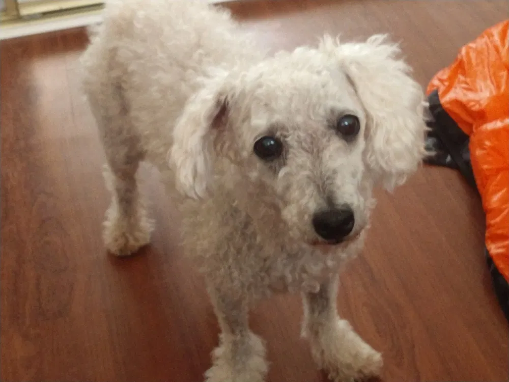 Found dog in Sedona, AZ, 86336