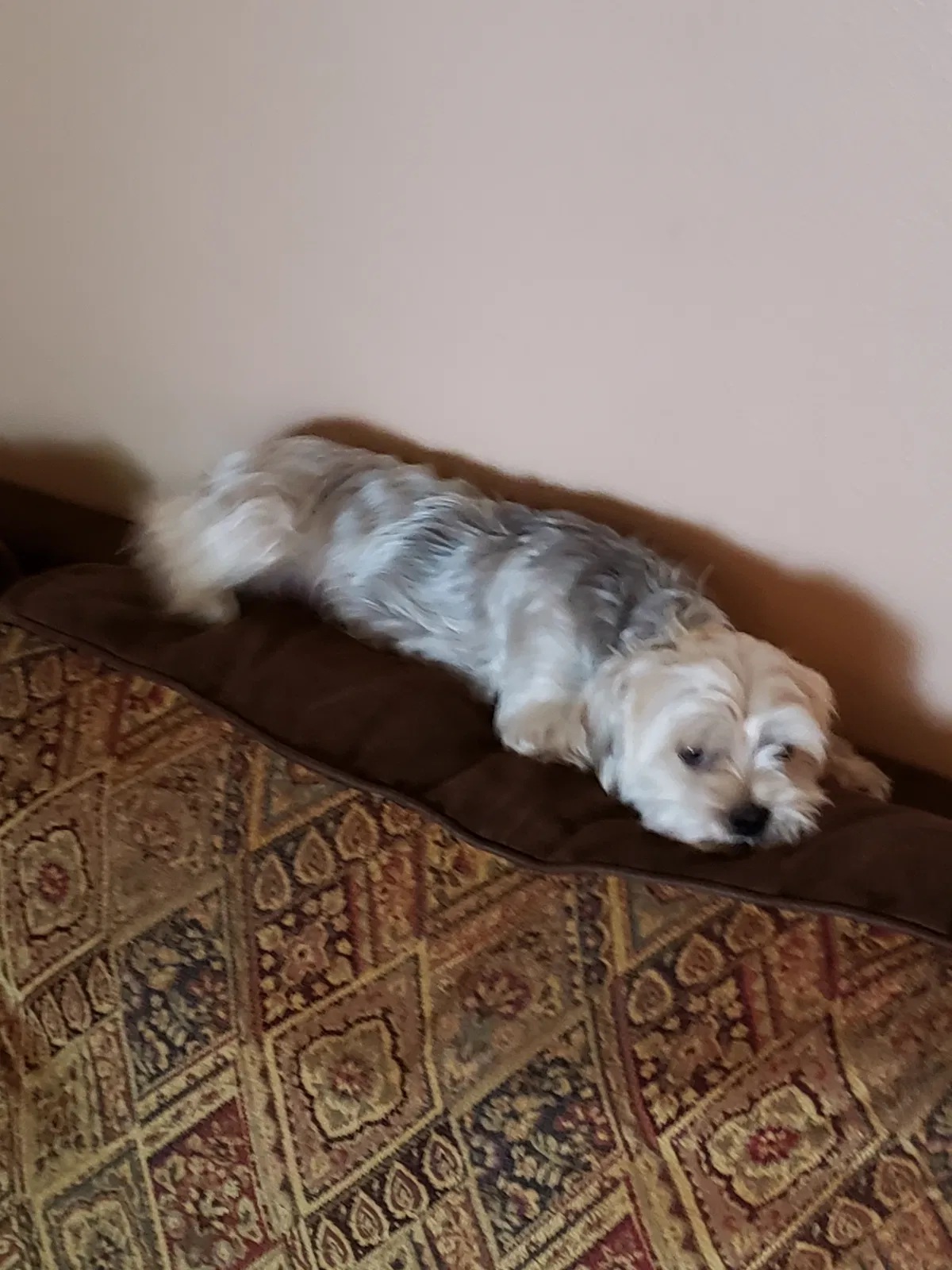 Found Dog