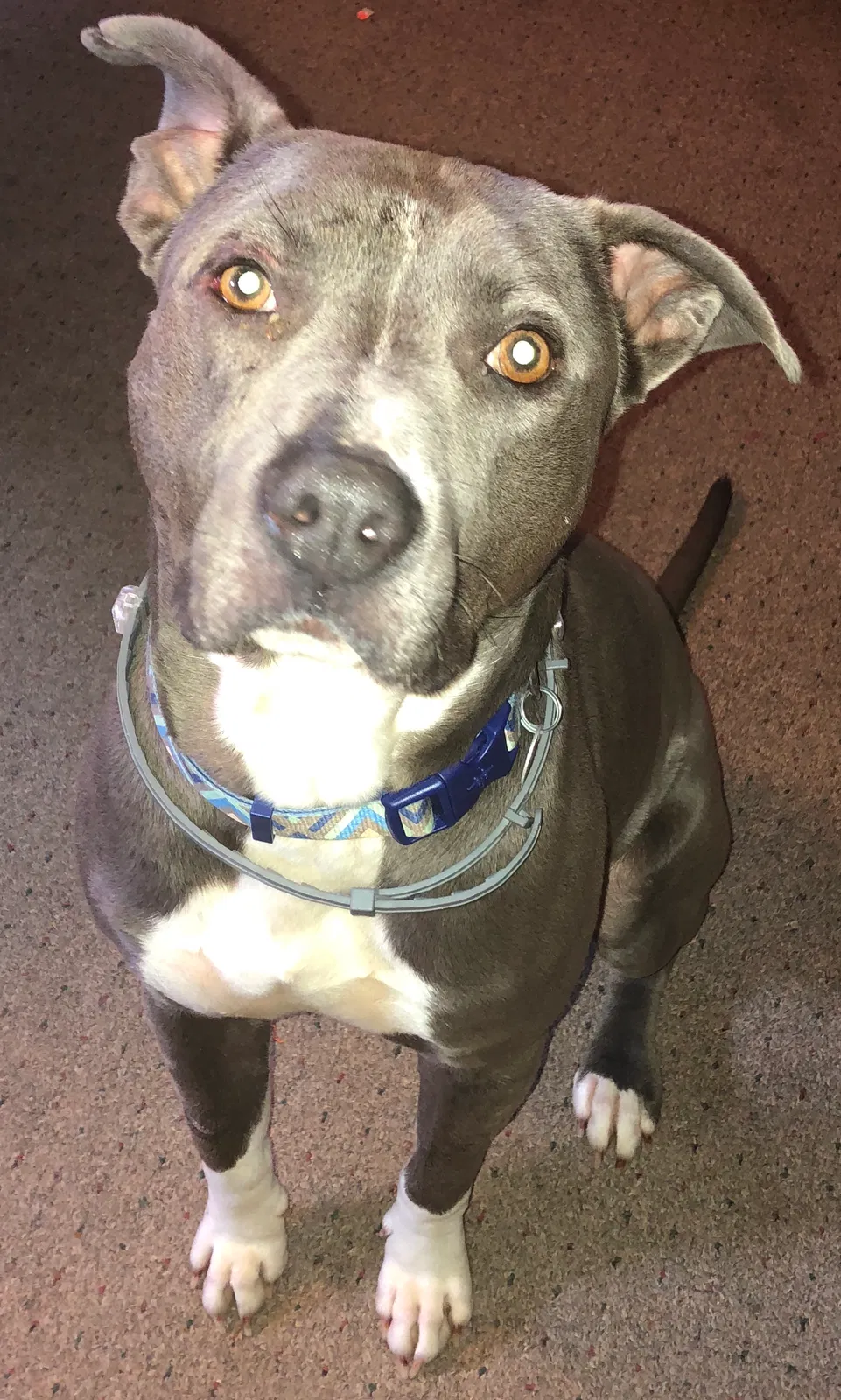 Found dog in Stewartsville, MO, 64490