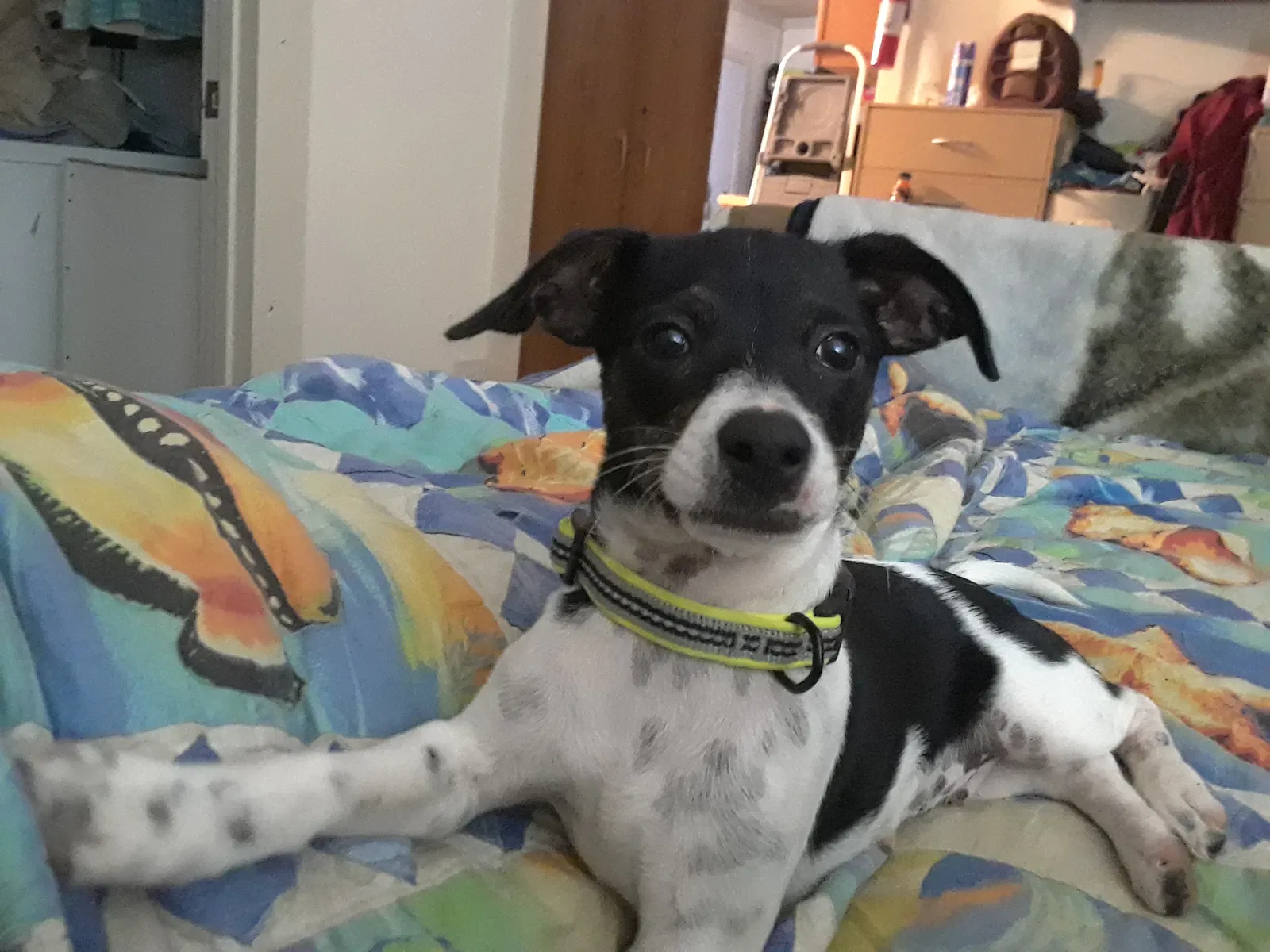 Found dog in Coupland, TX, 78615
