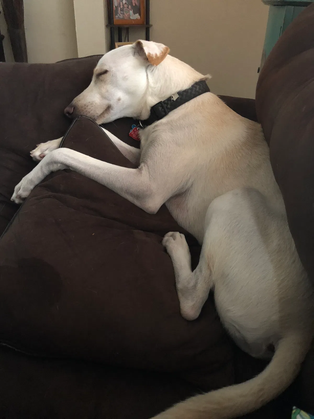 Found dog in Hollywood, FL, 33029