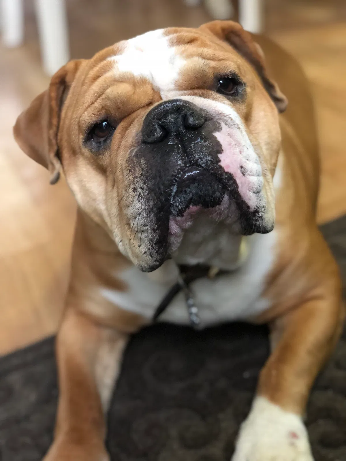 Found dog in Rochester, NY, 14618