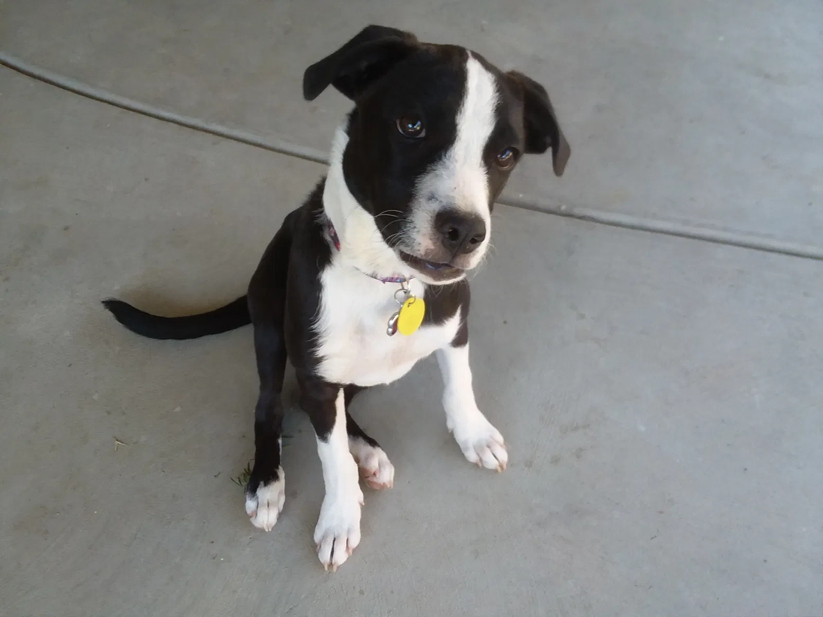 Found dog in Hanford, CA, 93230