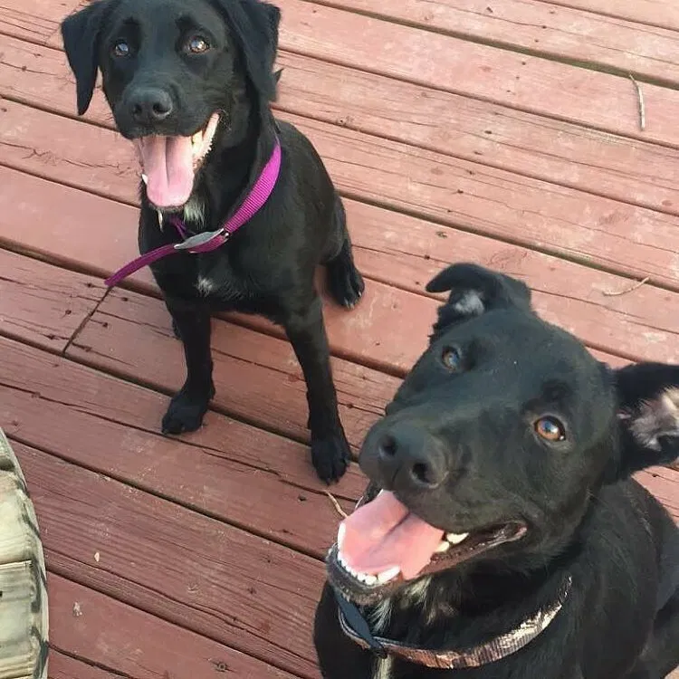 Found dog in Maineville, OH, 45039