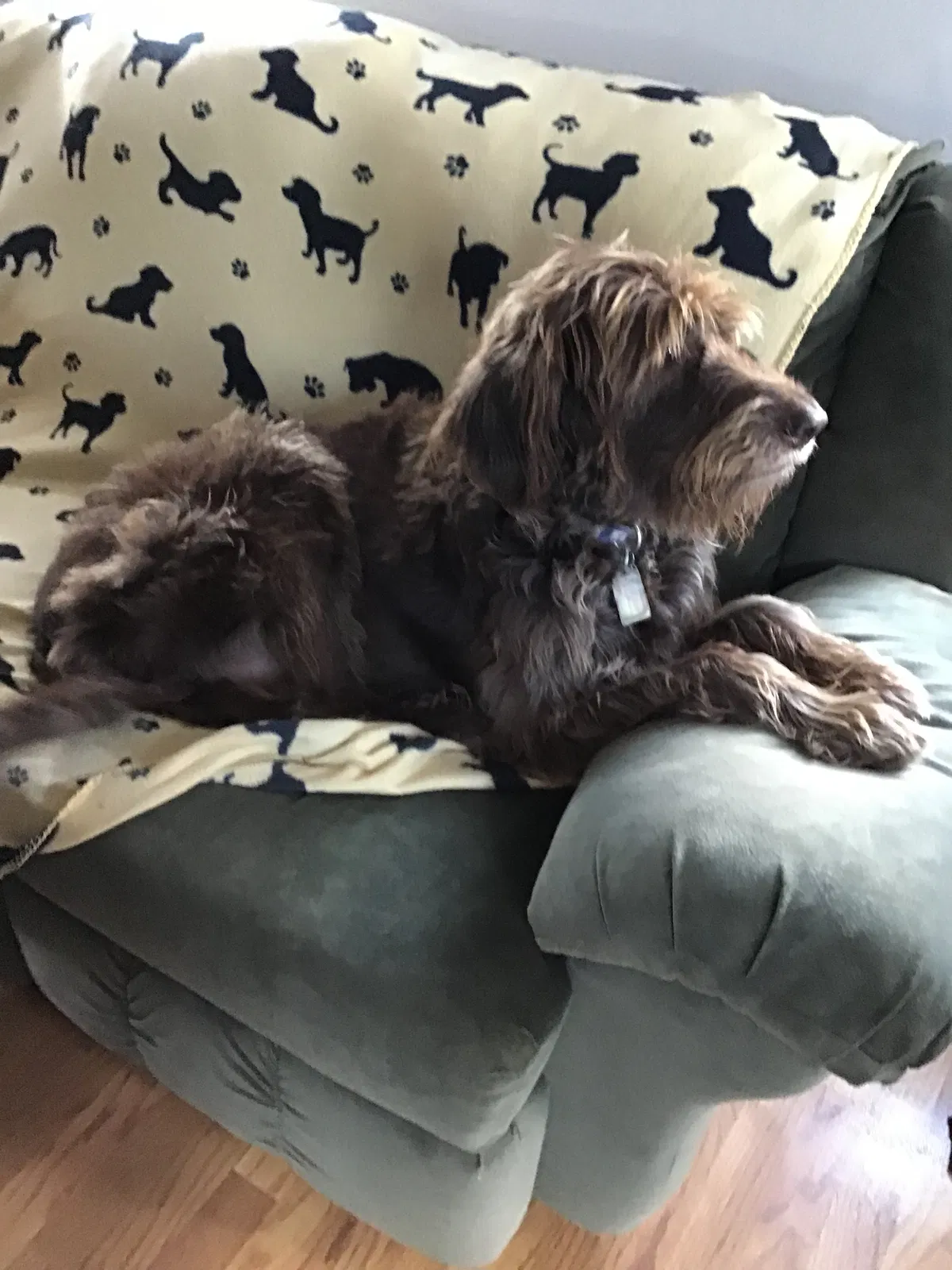 Found dog in Pompton Plains, NJ, 7444
