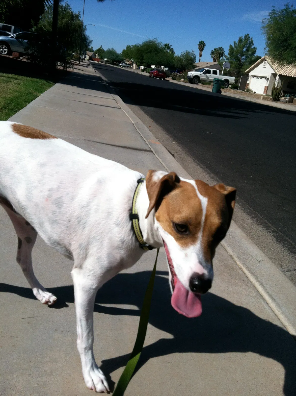 Found dog in Mesa, AZ, 85213