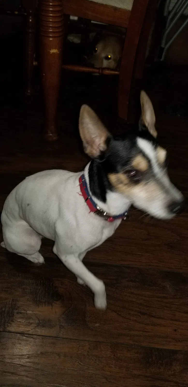 Found dog in Richmond Hill, NY, 11418