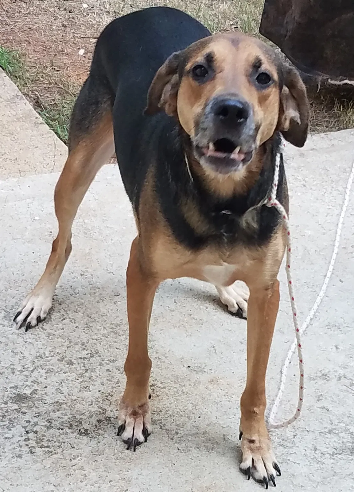 Found dog in Newnan, GA, 30263