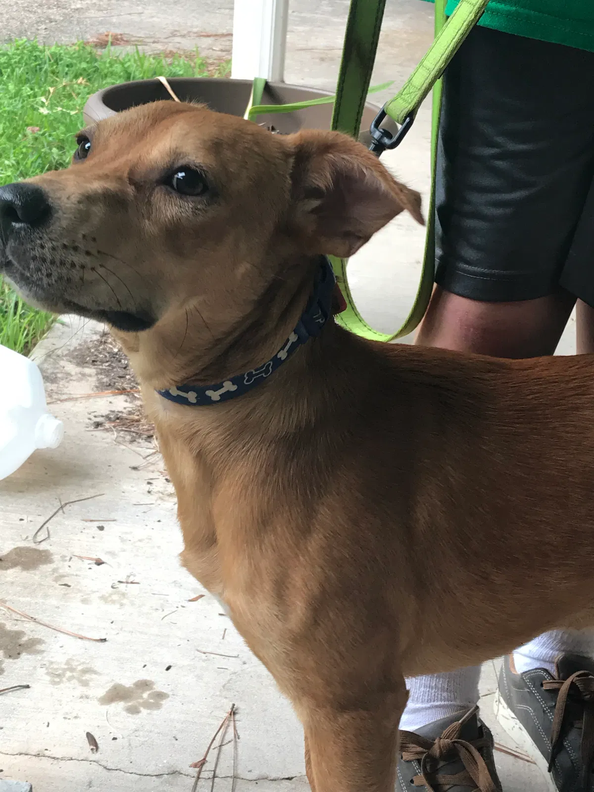 Found dog in Monroe, LA, 71203