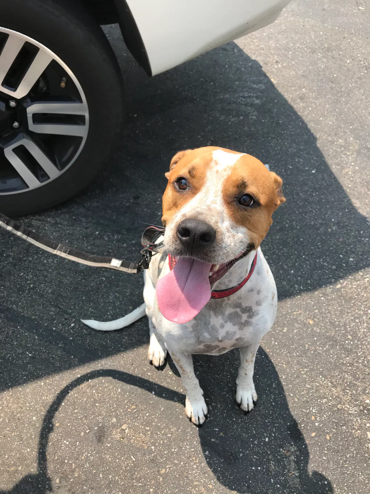 Found dog in Livermore, CA, 94551