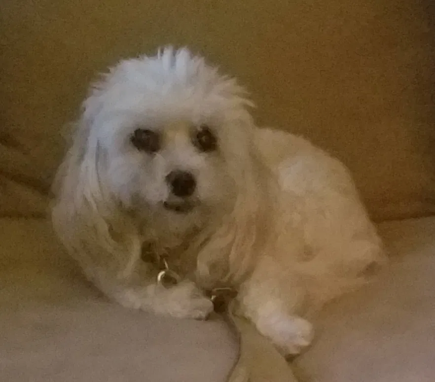 Found dog in Flushing, MI, 48433