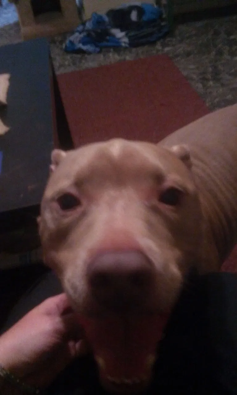 Found dog in Saint Cloud, FL, 34771