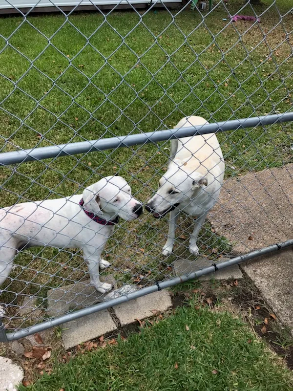 Found dog in Baytown, TX, 77521
