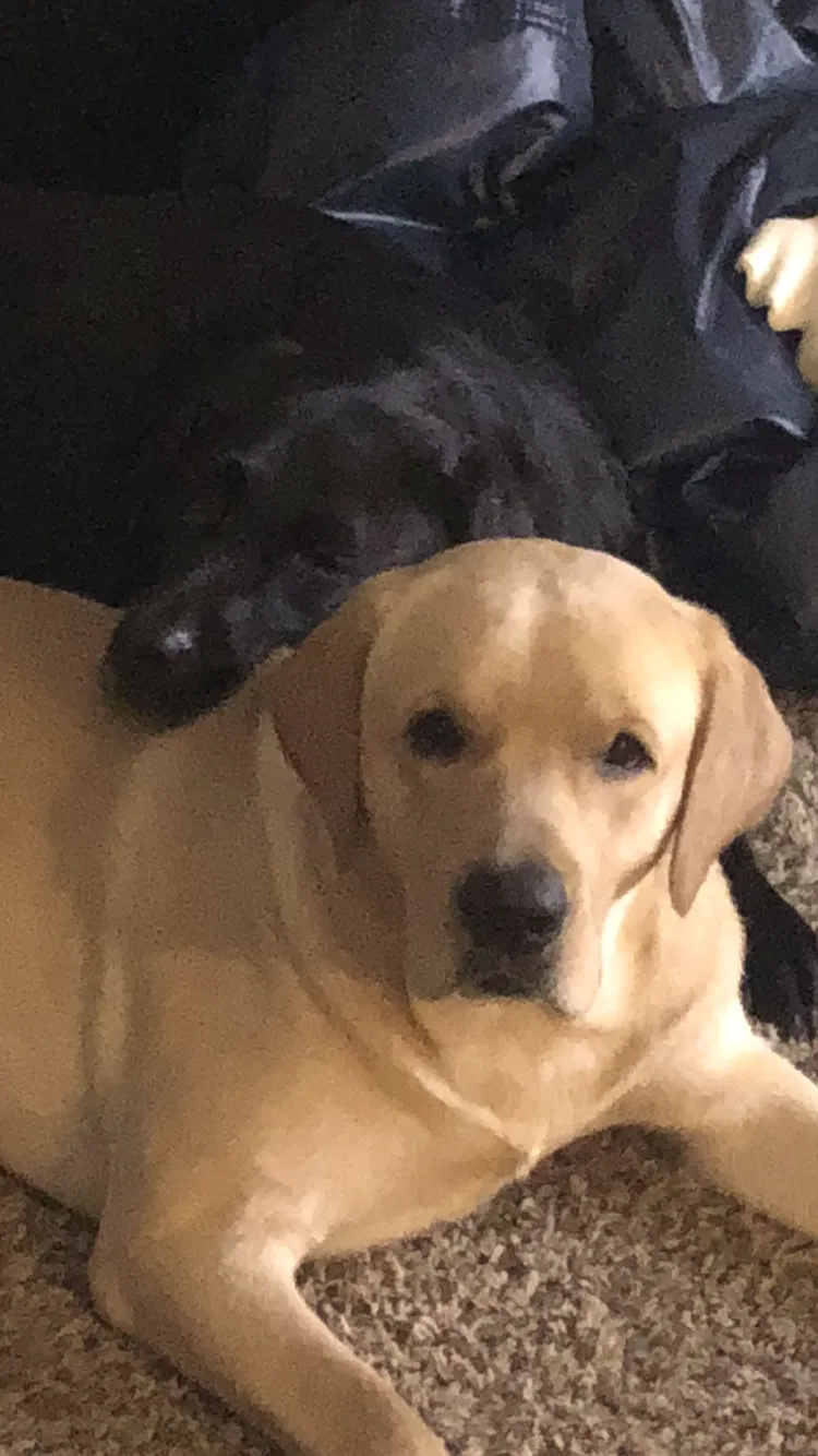 Found dog in Virginia Beach, VA, 23452