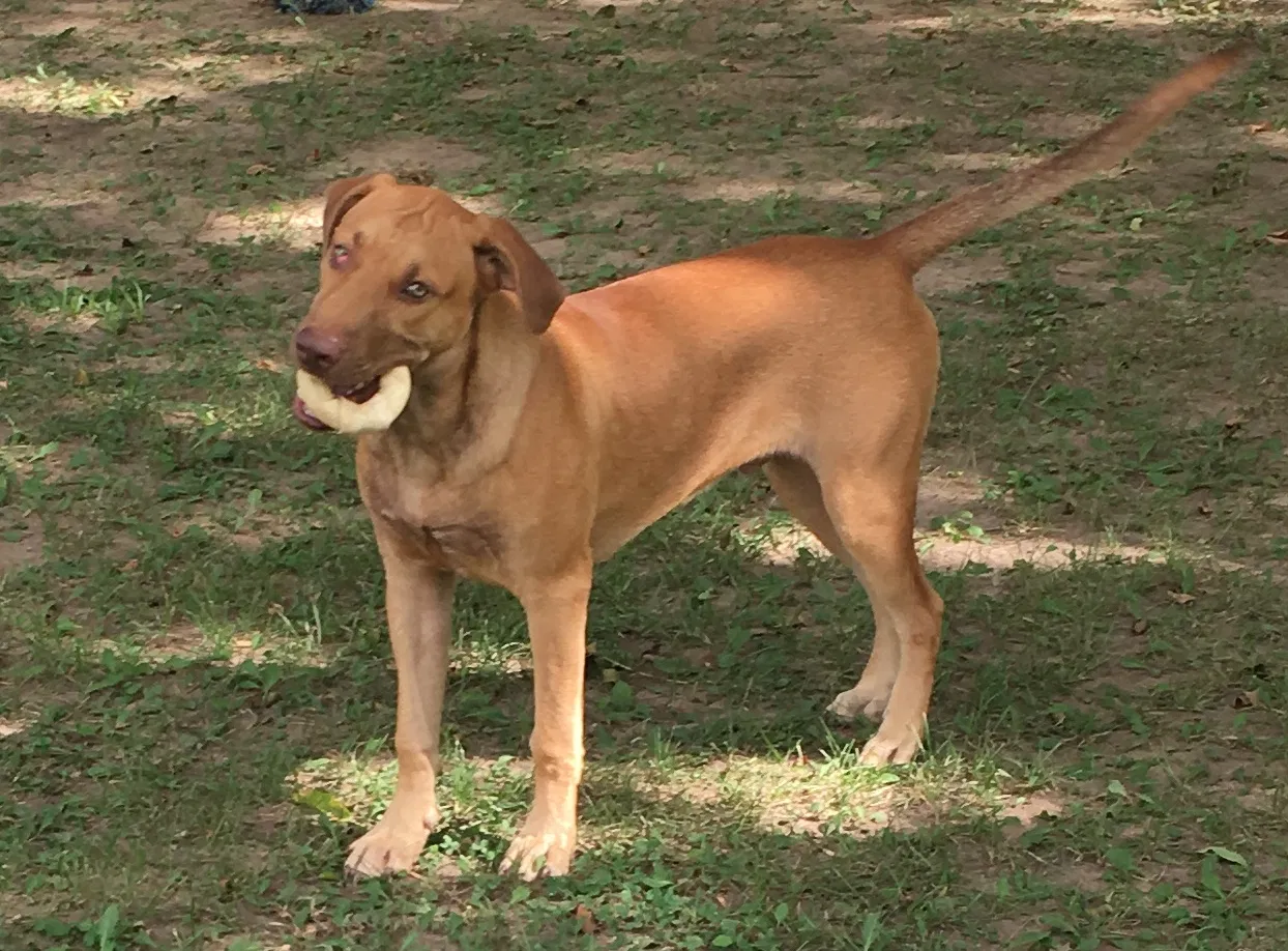 Found dog in Fort Smith, AR, 72901