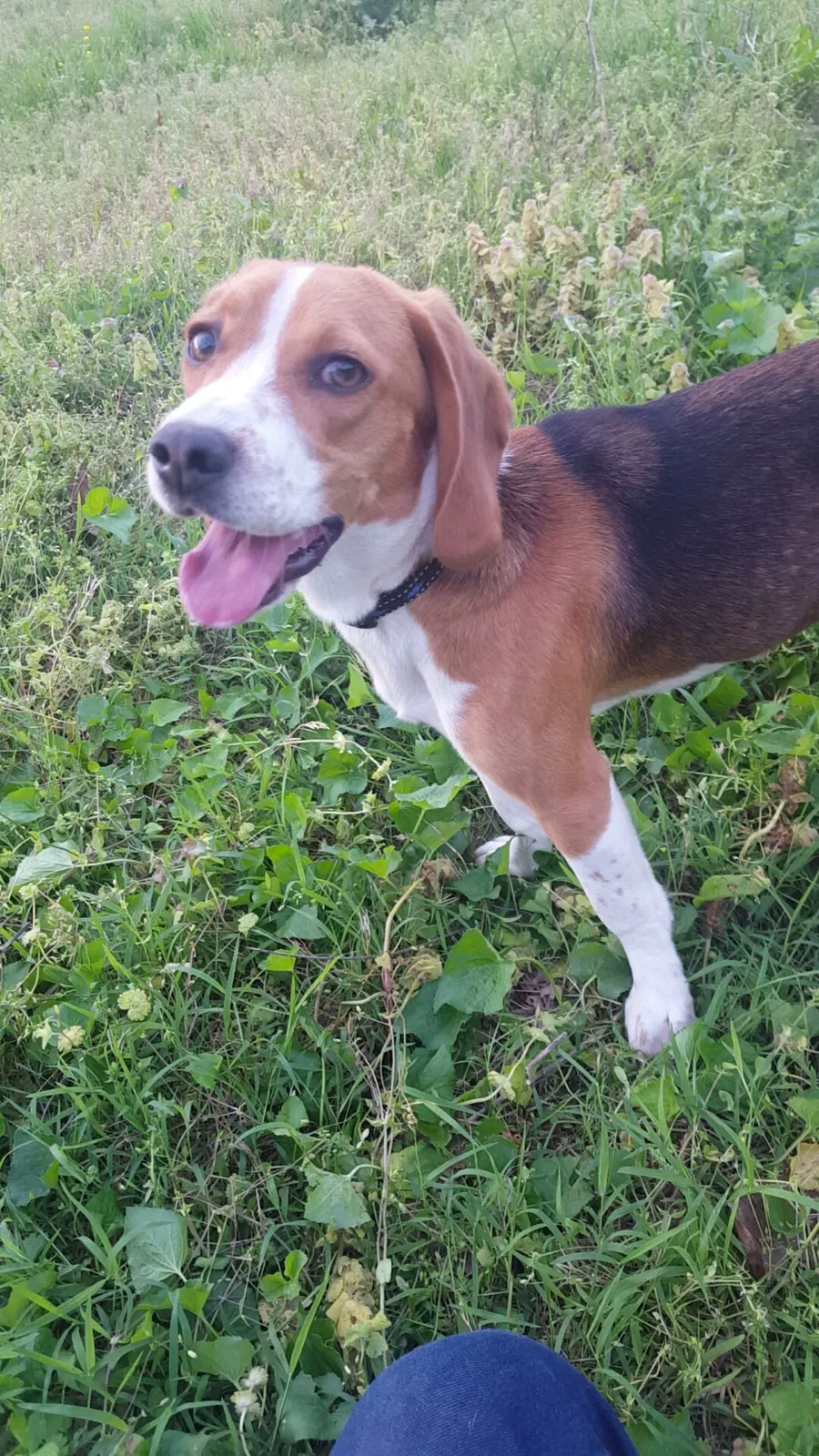 Found dog in Jerseyville, IL, 62052