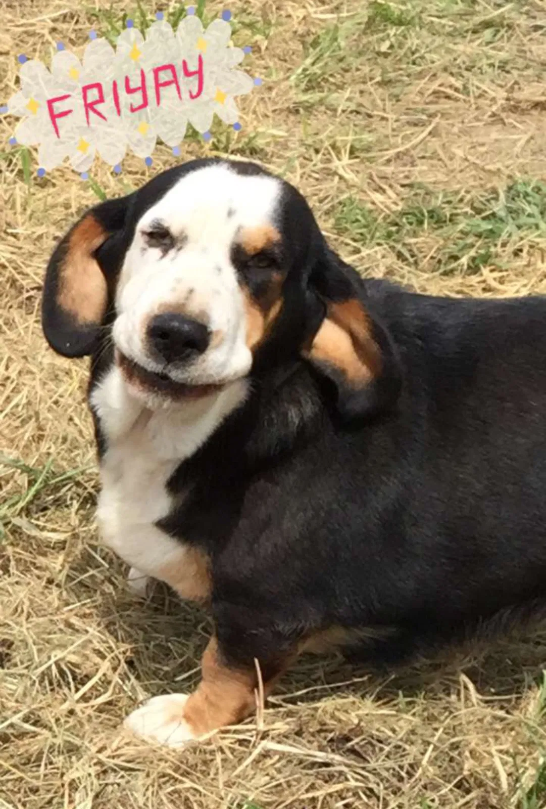 Found dog in Lyles, TN, 37098