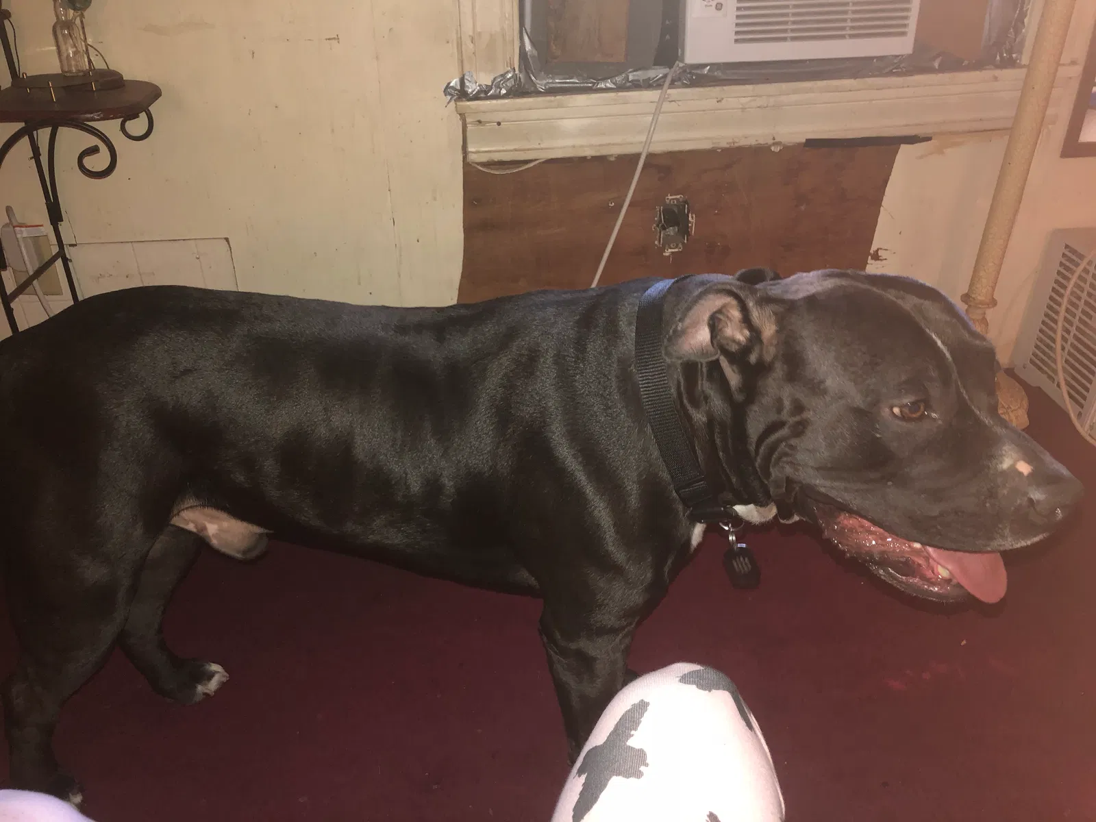 Found dog in Athens, TX, 75751