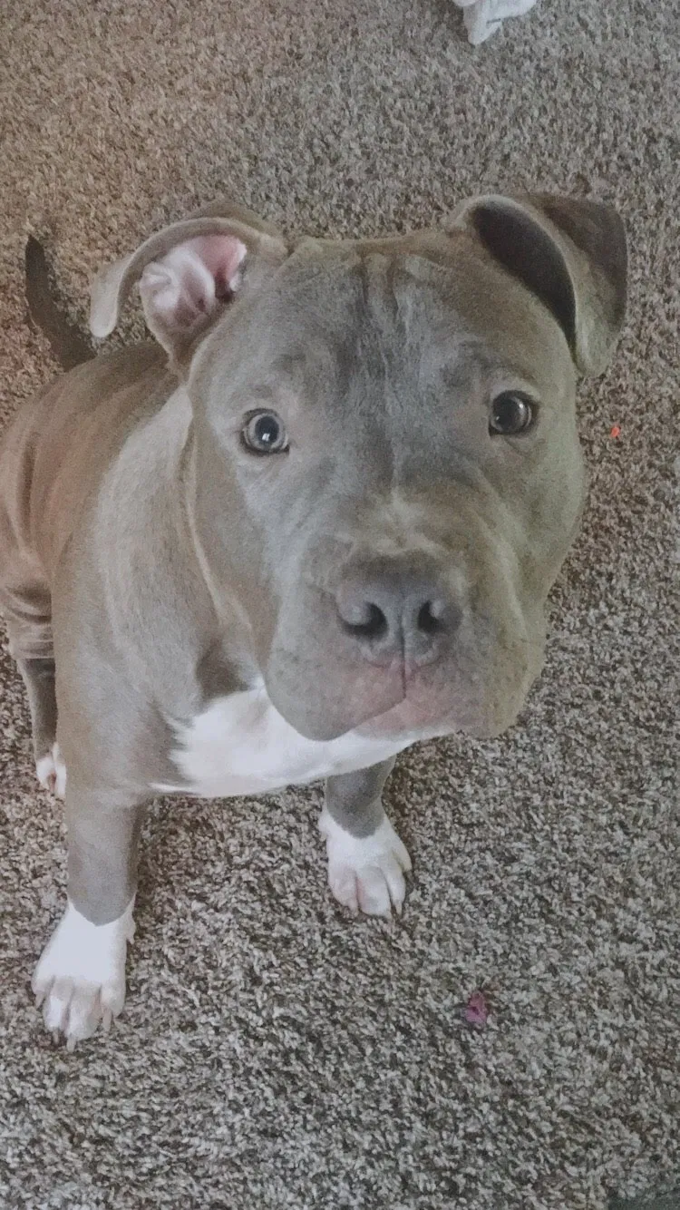 Found dog in Springfield, OH, 45504