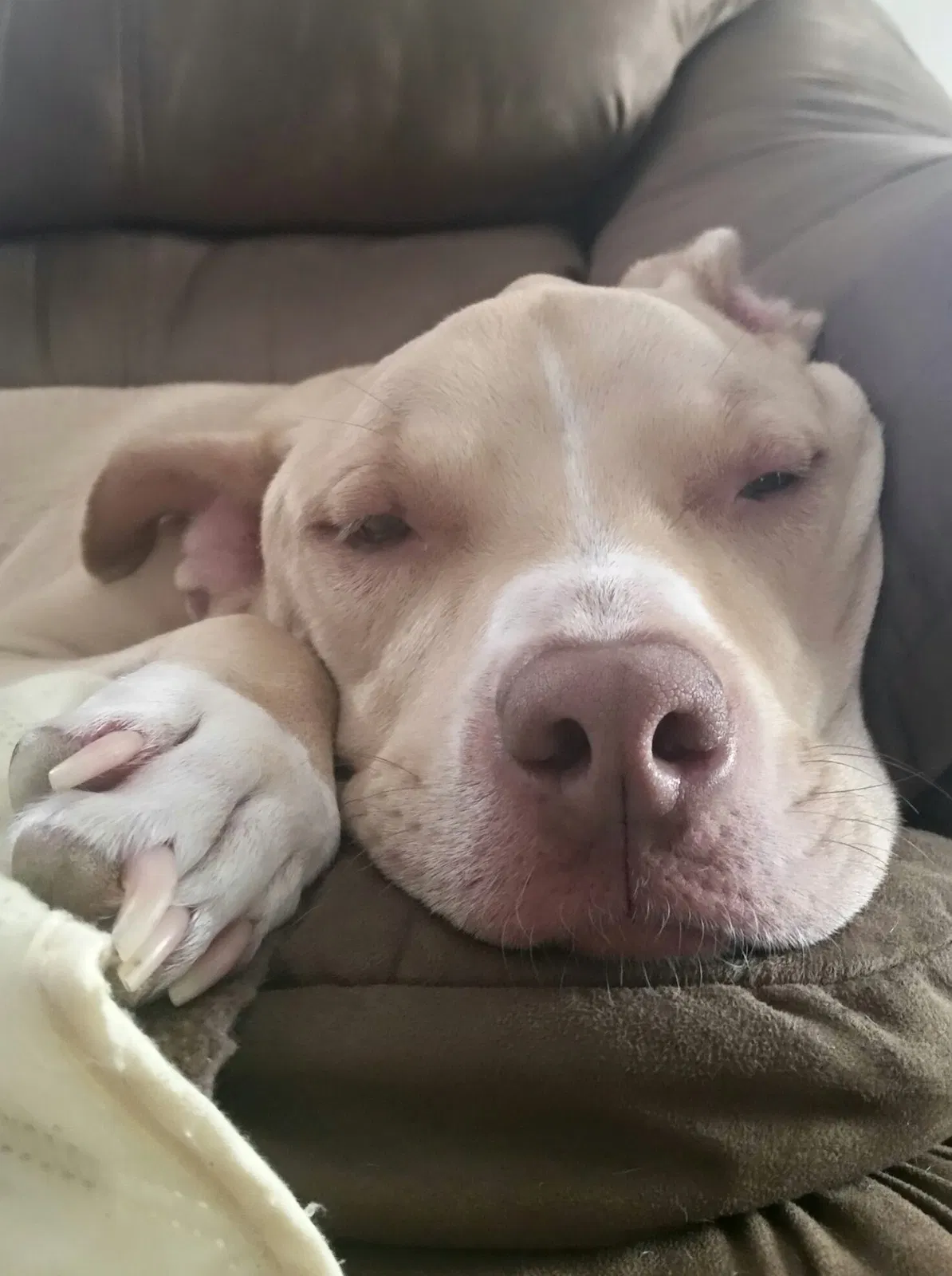 Found dog in Schuylkill Haven, PA, 17972