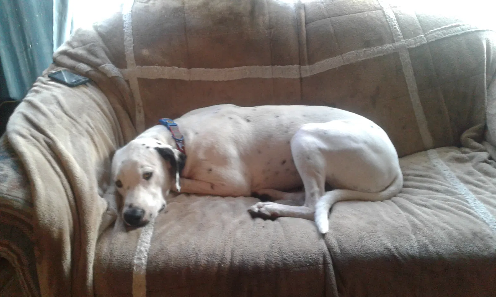 Found dog in Leonard, TX, 75452