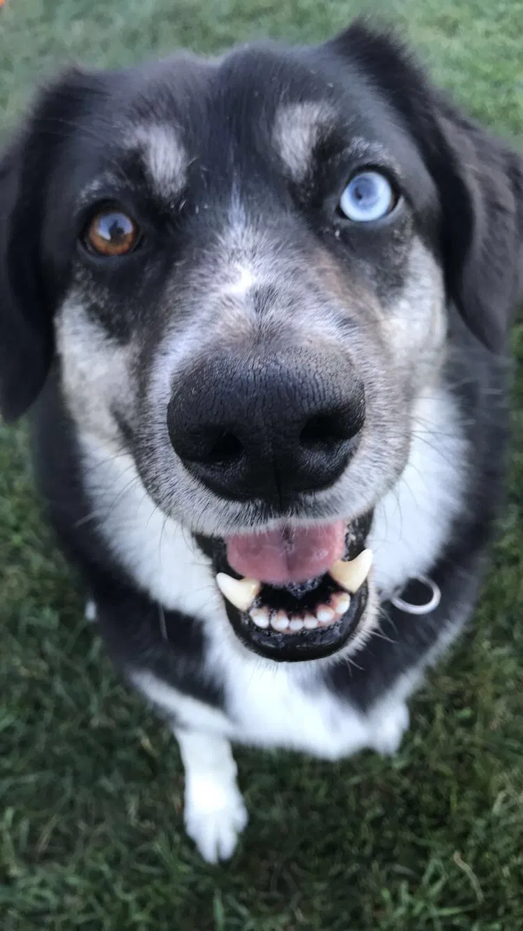 Found dog in Piqua, OH, 45356