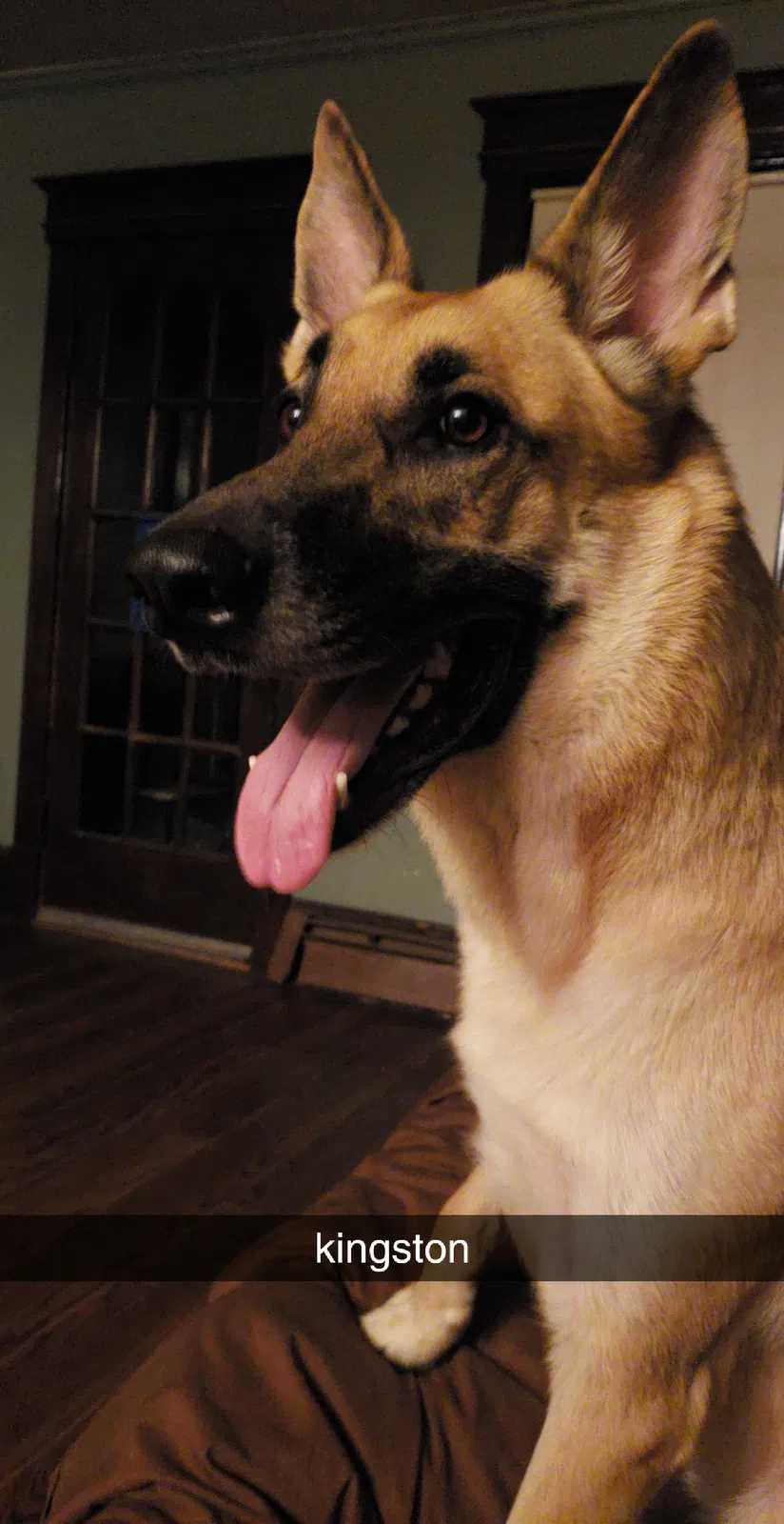 Found dog in Trenton, NJ, 8610