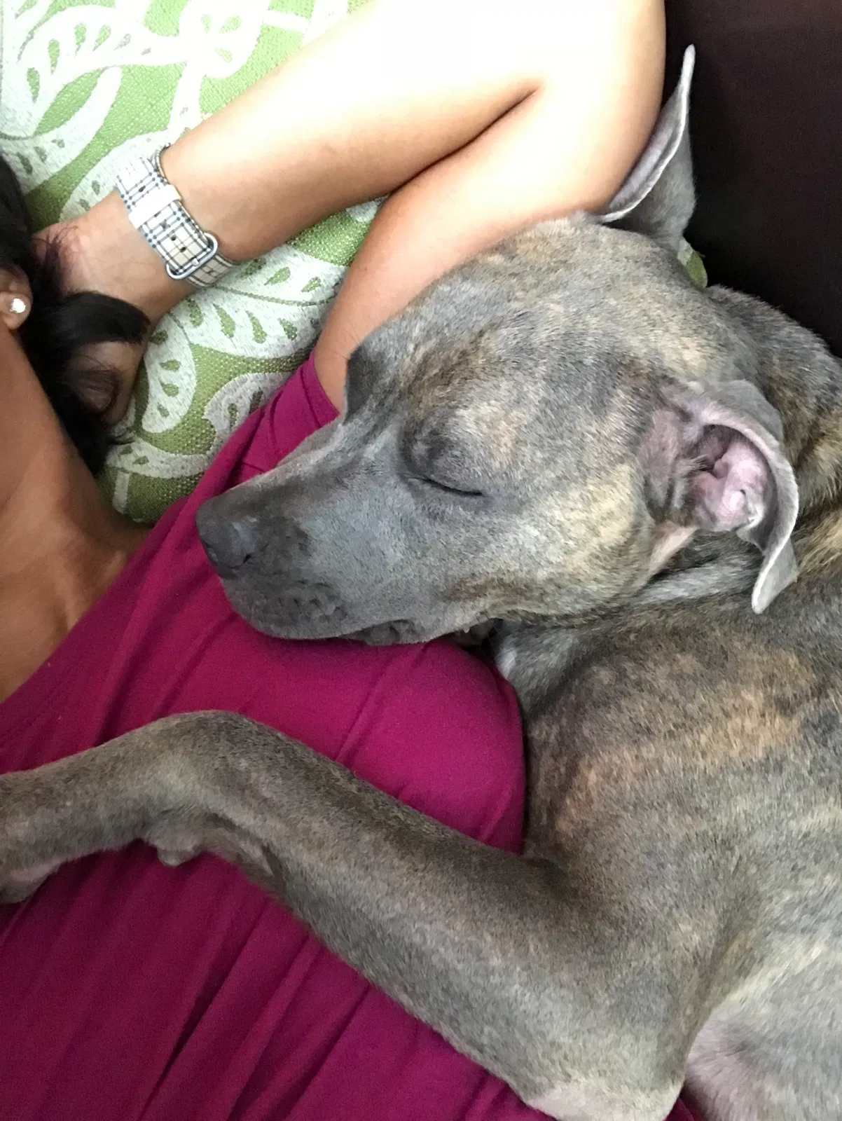 Found dog in Suwanee, GA, 30024