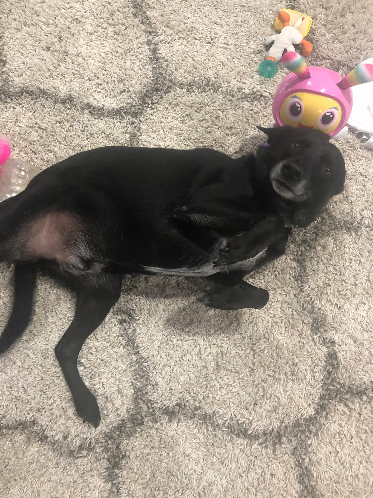Found dog in Macomb, MI, 48044