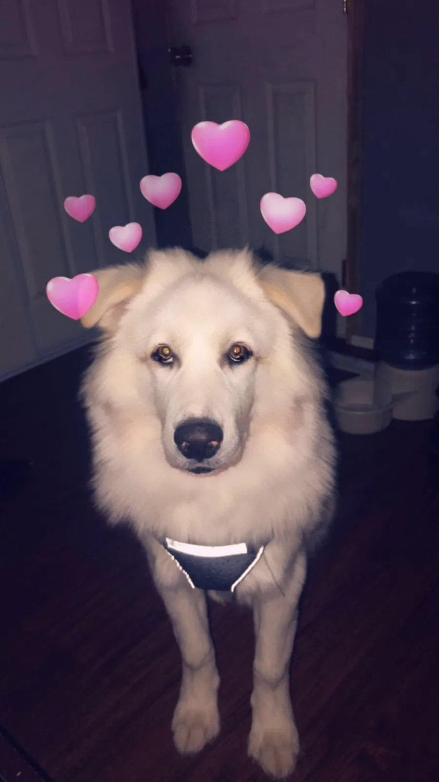 Found dog in Fort Morgan, CO, 80701