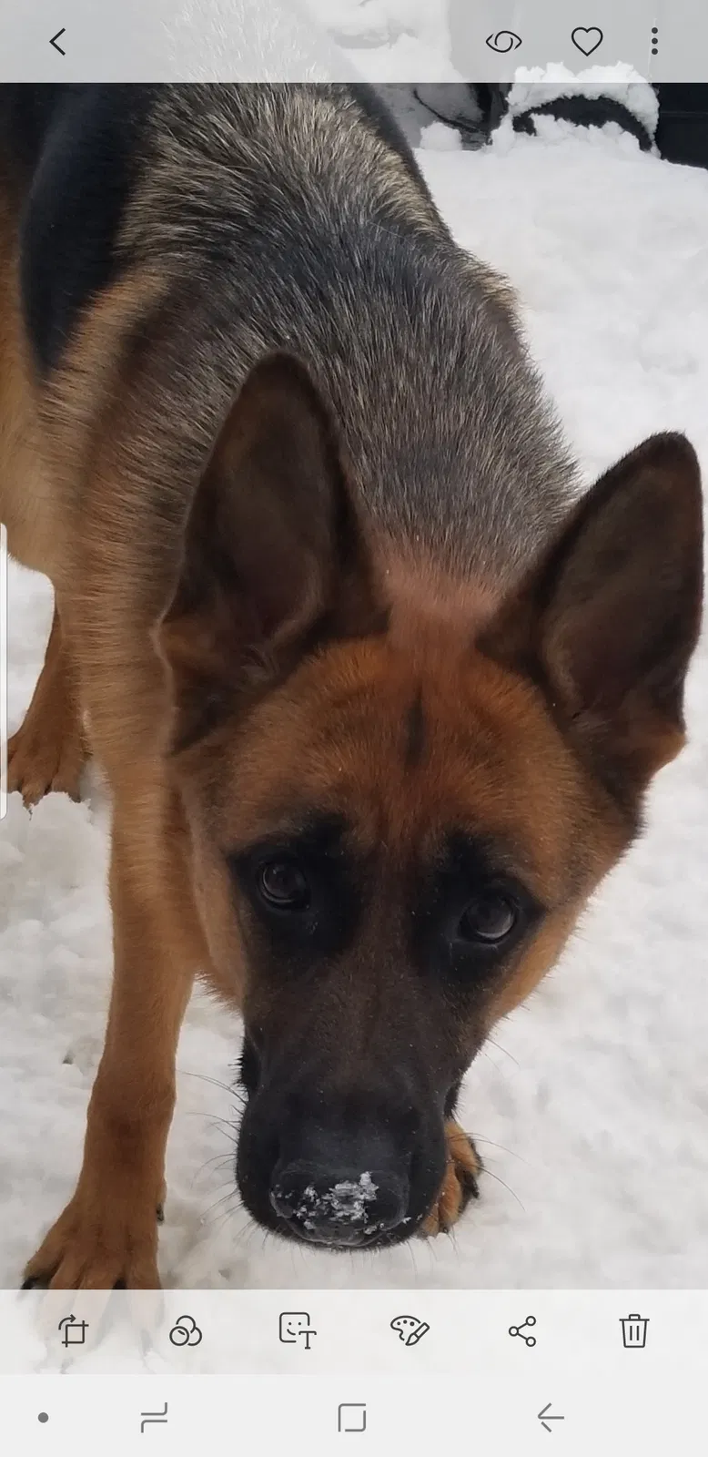 Found dog in Herndon, VA, 20171