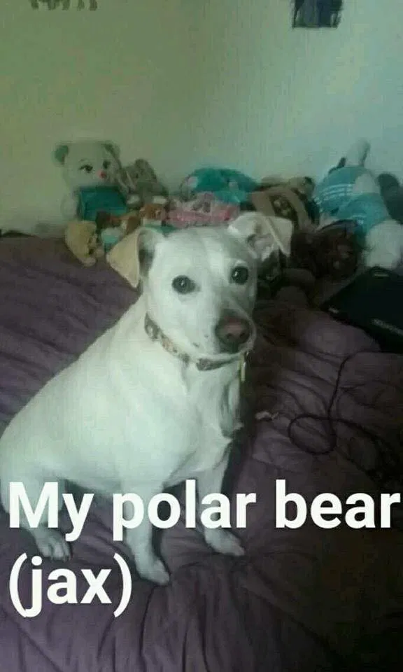 Found dog in Hamilton, OH, 45011