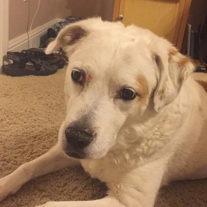 Found dog in Springdale, AR, 72764