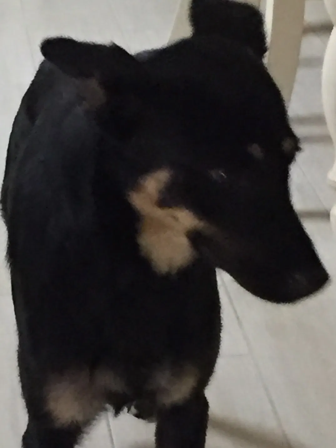 Found dog in Leesburg, FL, 34788