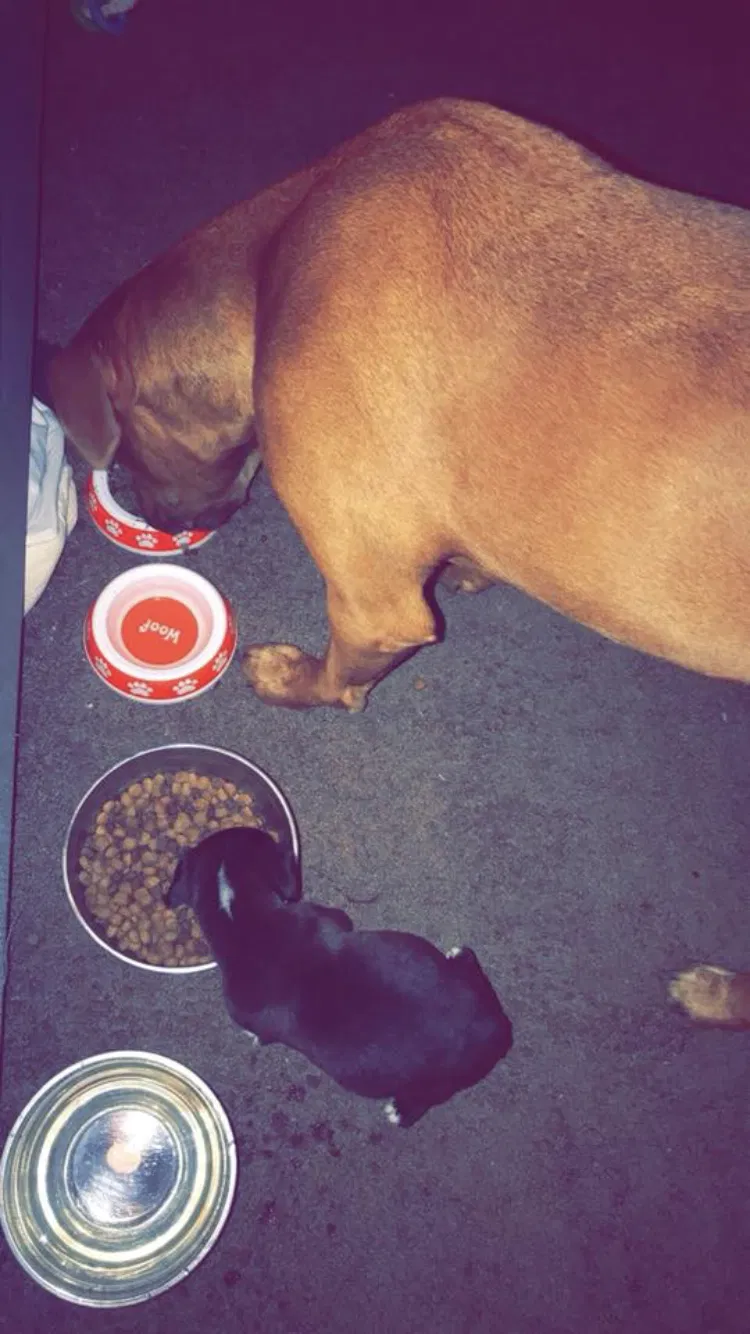 Found dog in Louisville, KY, 40272