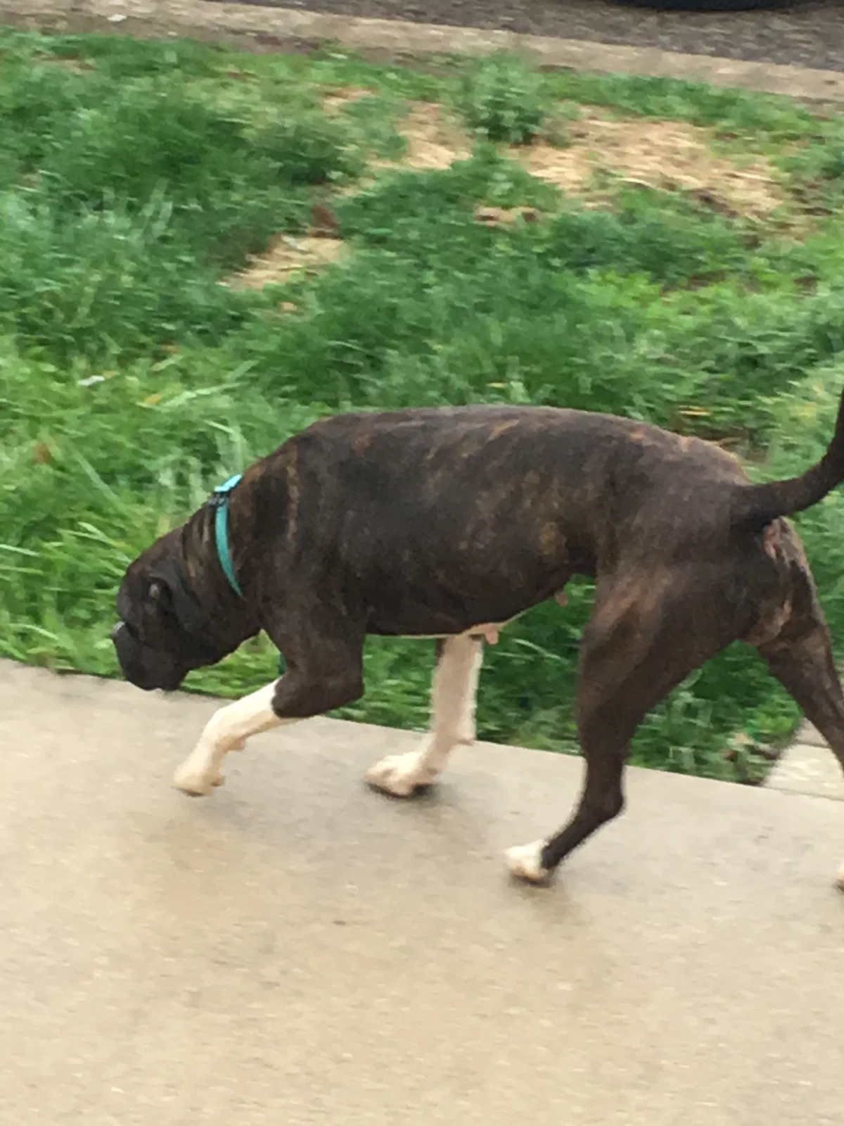 Found dog in Wabash, IN, 46992