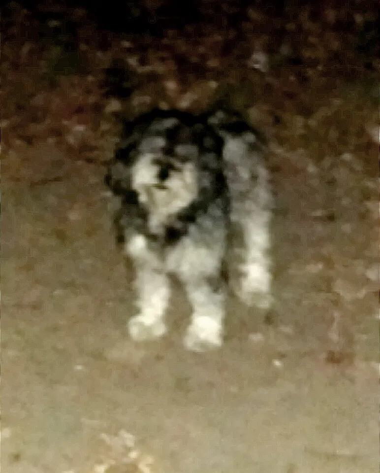 Found dog in Lynwood, CA, 90262