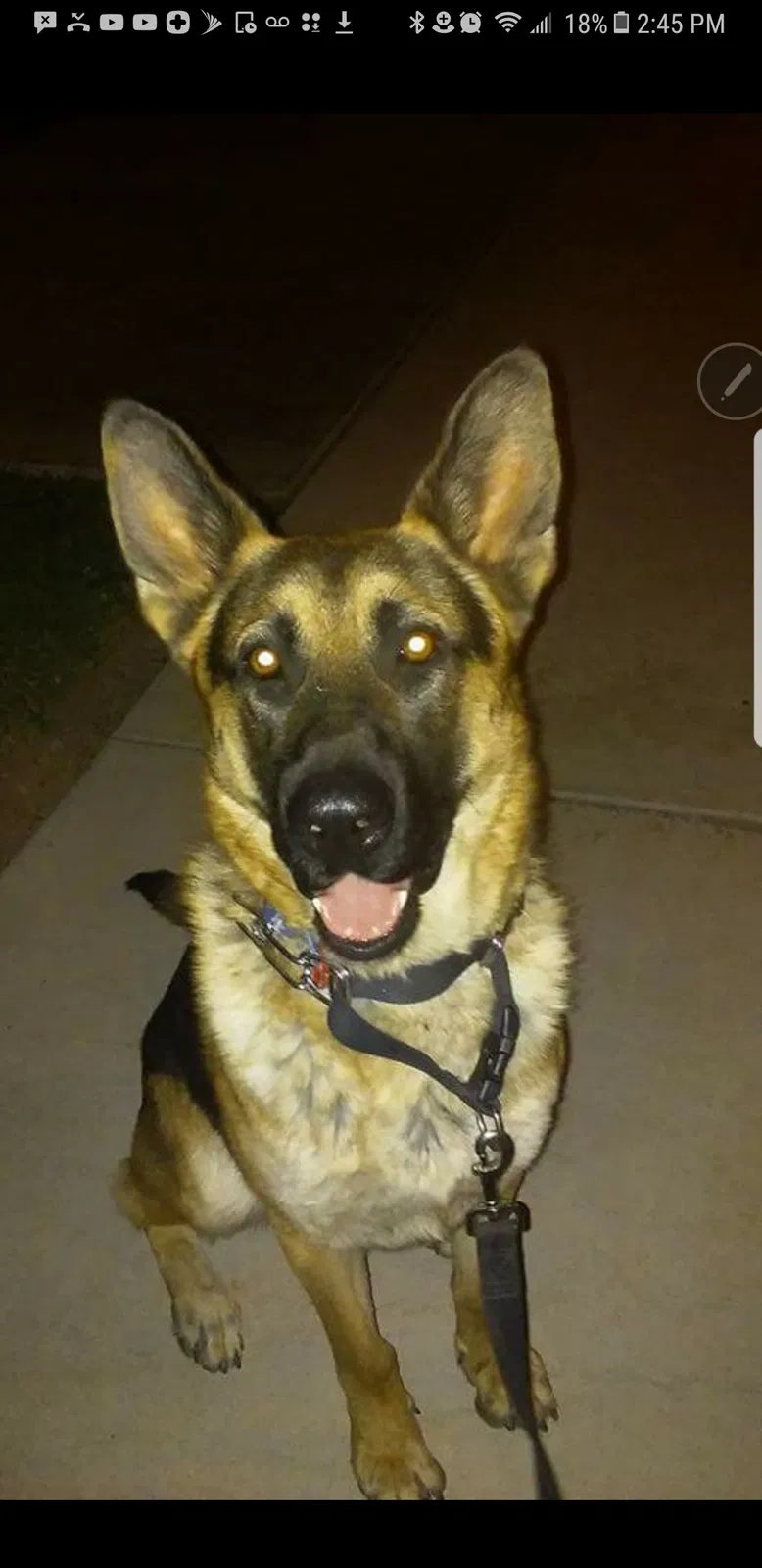 Found dog in Moreno Valley, CA, 92555