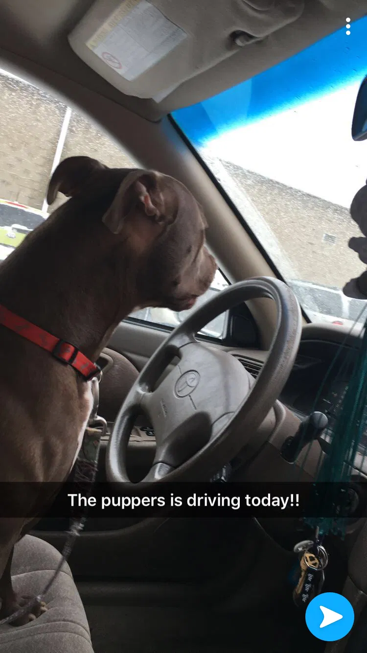 Found dog in Canton, OH, 44703