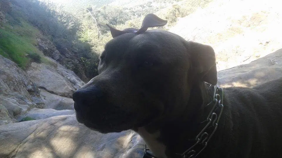 Found dog in Moreno Valley, CA, 92555