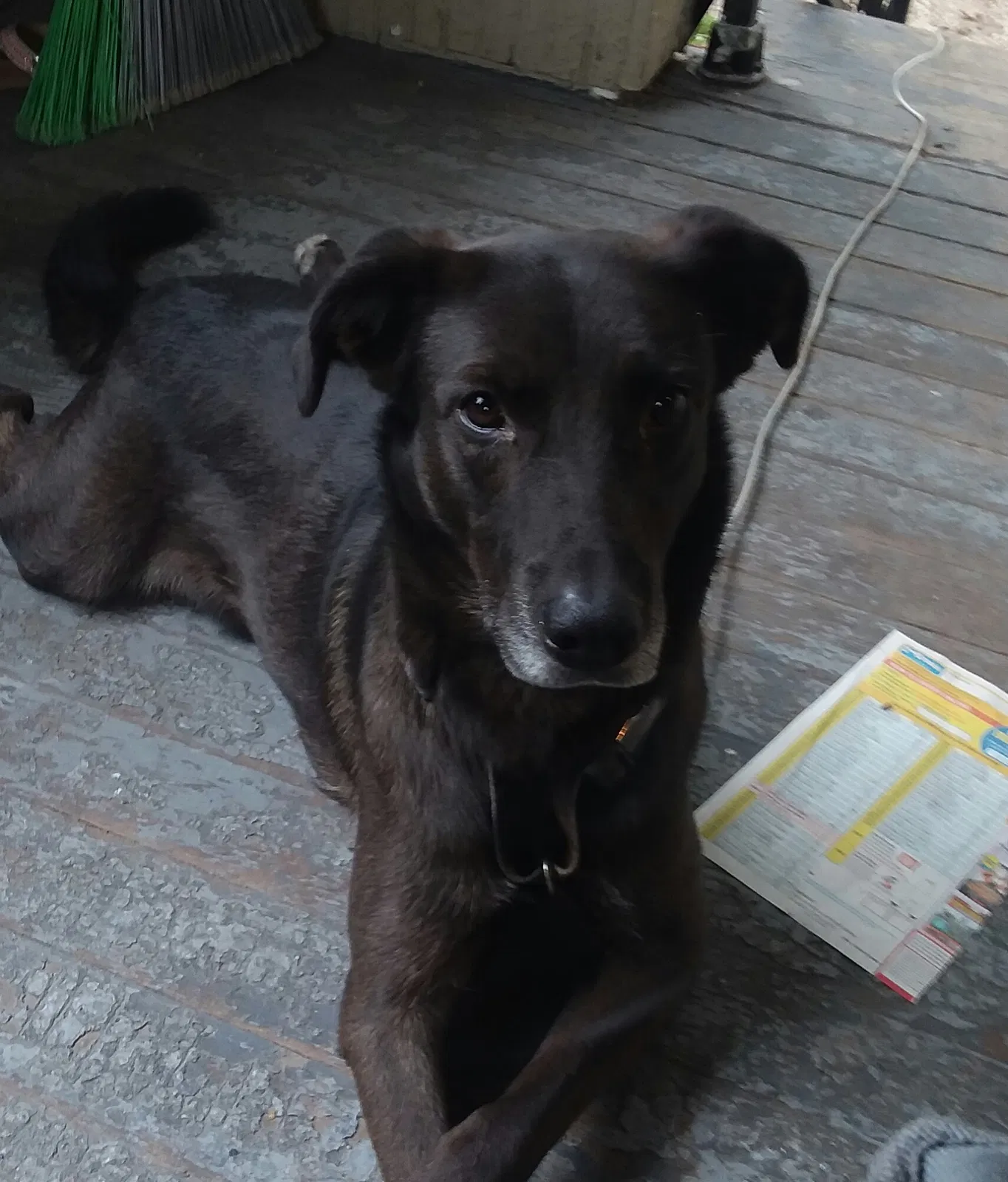 Found dog in Kalamazoo, MI, 49006