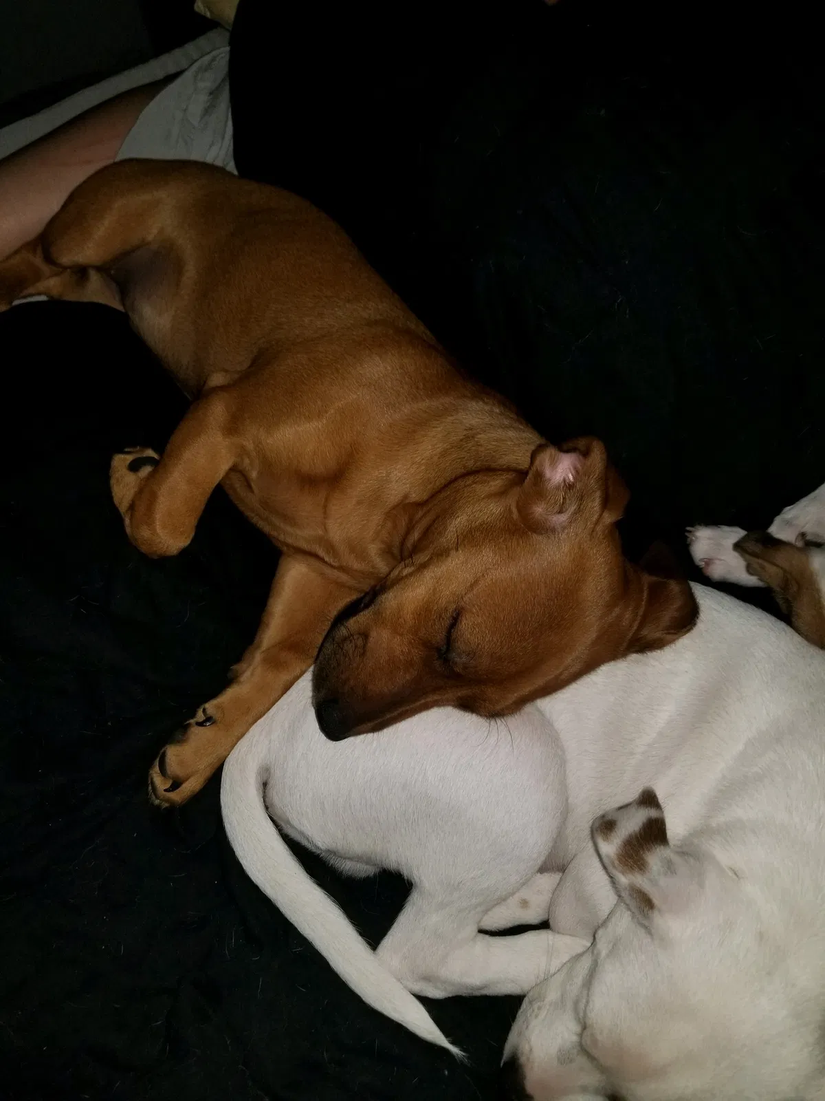 Found dog in Denham Springs, LA, 70726