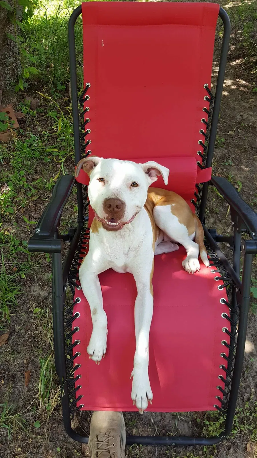 Found dog in Fayetteville, NC, 28314