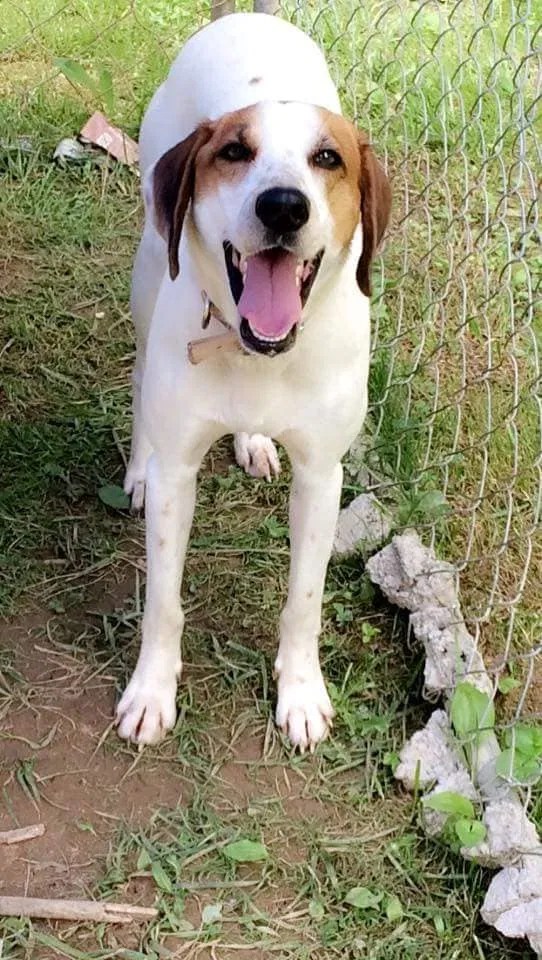 Found dog in Roanoke, VA, 24012