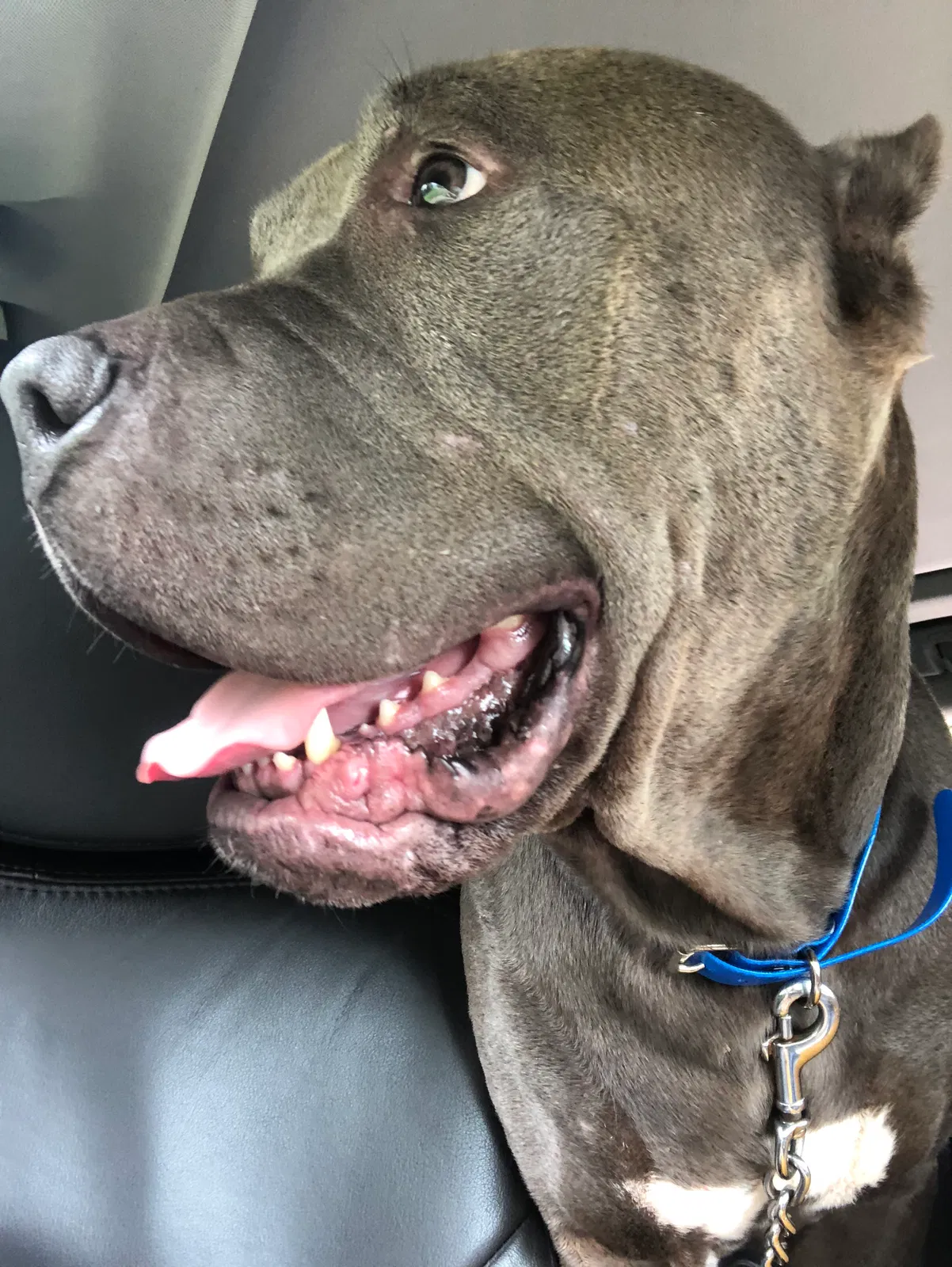 Found dog in Washington, PA, 15301