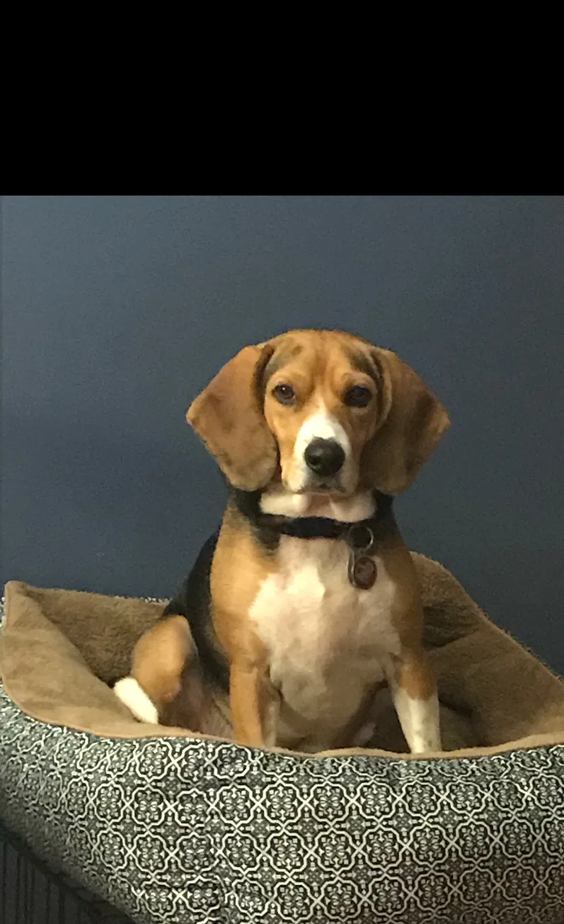 Found dog in Seven Valleys, PA, 17360