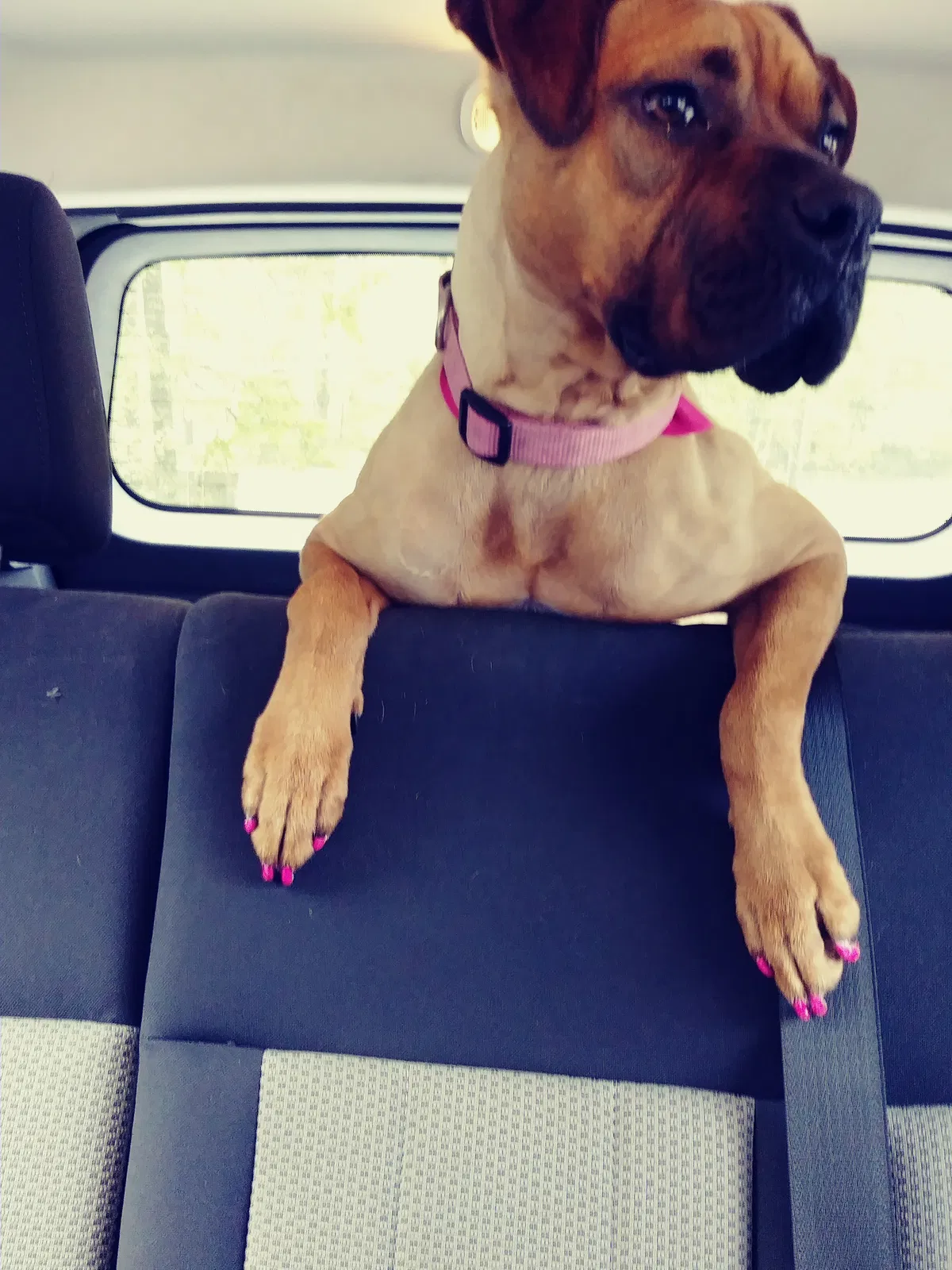 Found dog in Stockbridge, GA, 30281