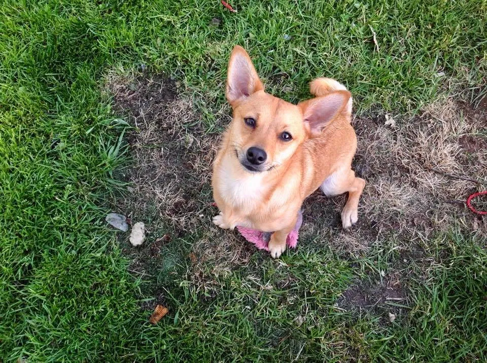 Found dog in Vancouver, WA, 98661