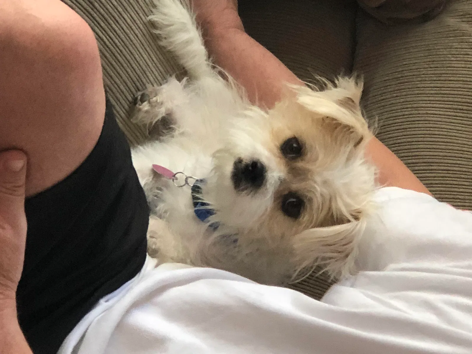 Found dog in Chandler, AZ, 85225