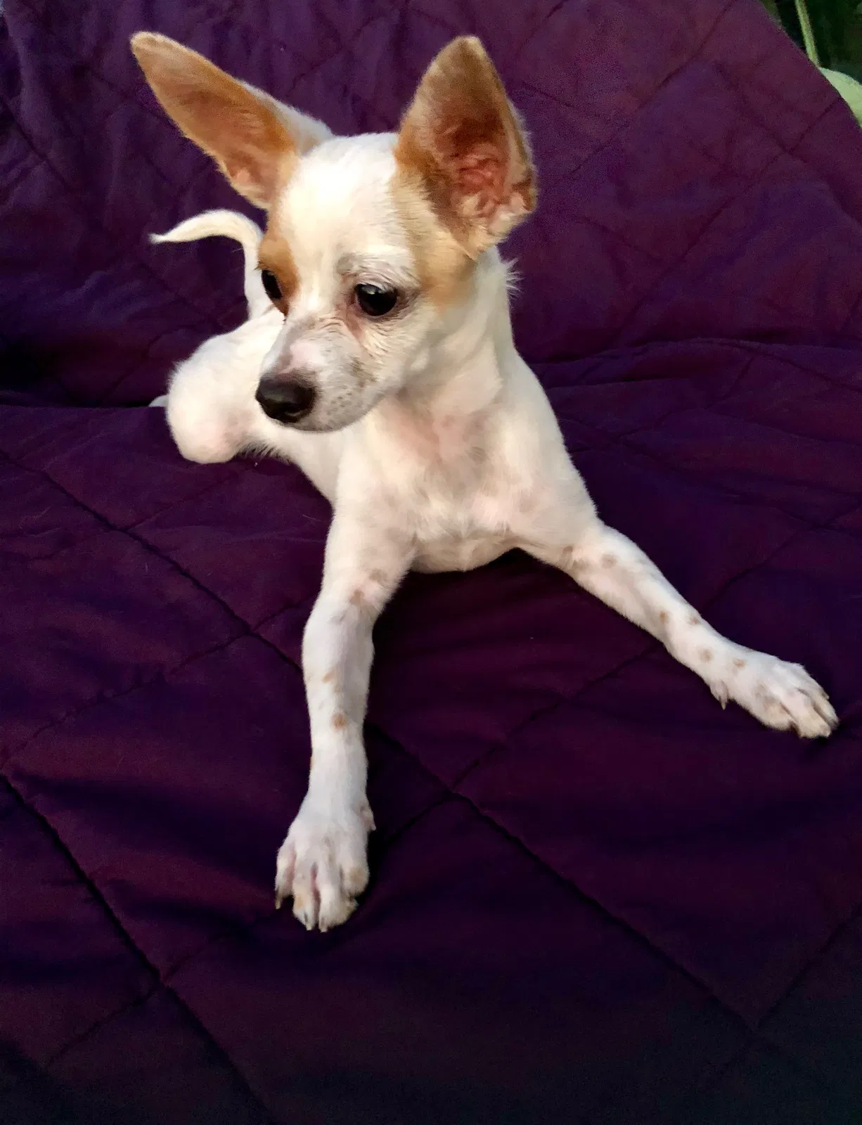 Found dog in Chandler, AZ, 85225